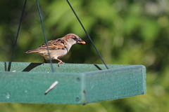 Passer domesticus