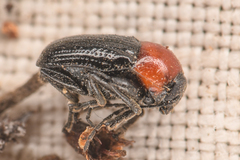 Cryptocephalus sanguinicollis