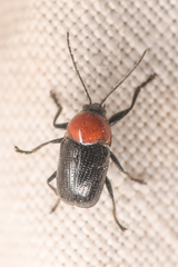 Cryptocephalus sanguinicollis