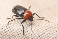Cryptocephalus sanguinicollis
