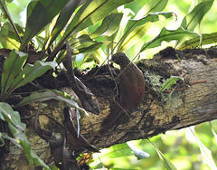 Xiphorhynchus obsoletus