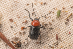 Cryptocephalus sanguinicollis