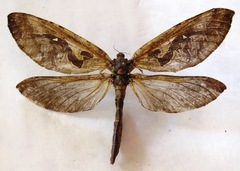Phassus huebneri