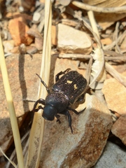 Clinterocera mandarina