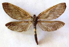 Phassus huebneri