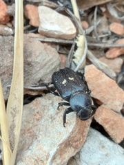 Clinterocera mandarina