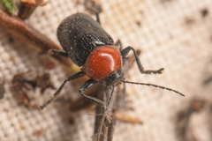 Cryptocephalus sanguinicollis