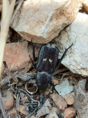 Clinterocera mandarina