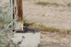 Zonotrichia leucophrys