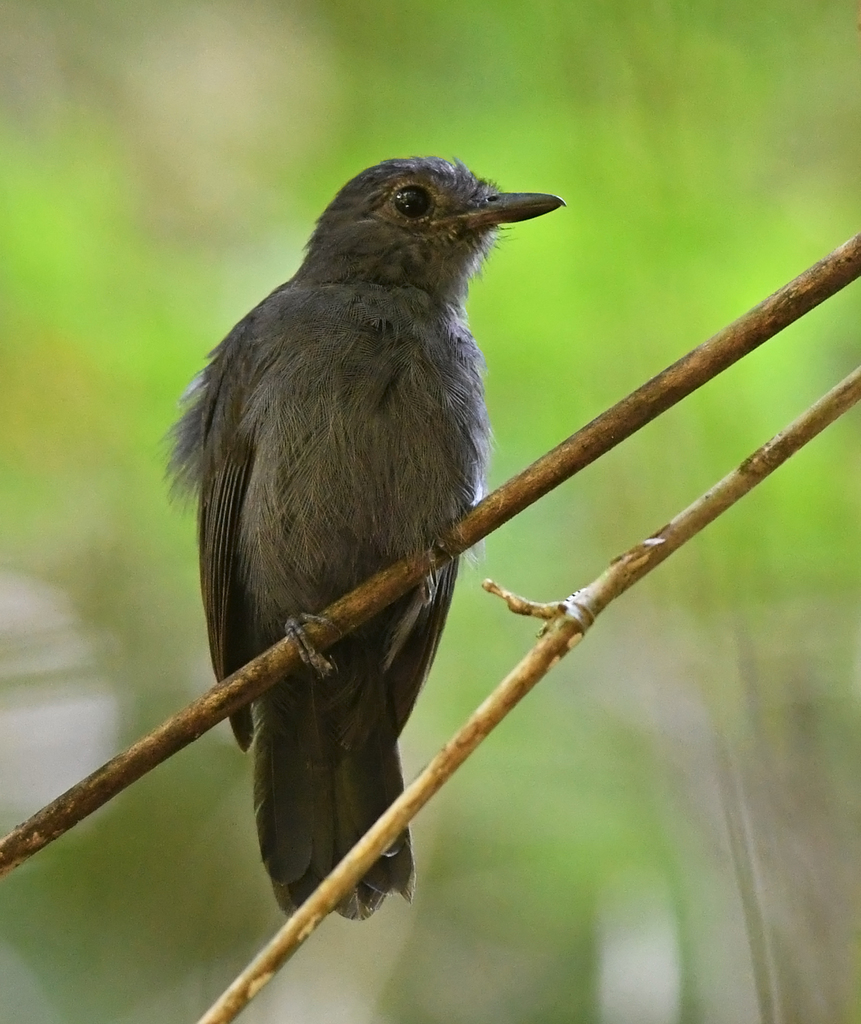 Cinereous Antshrike (Thamnomanes caesius) photo
