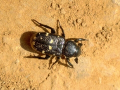 Clinterocera mandarina