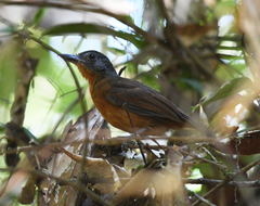 Thamnophilus nigrocinereus