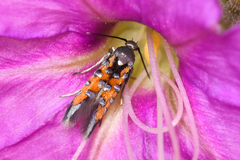 Neoheliodines vernius