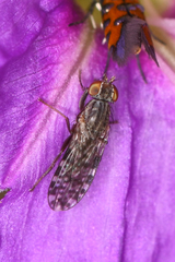 Trixoscelis punctipennis