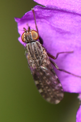 Trixoscelis punctipennis