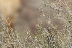 Zonotrichia leucophrys