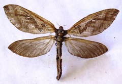 Phassus huebneri