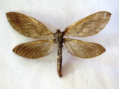 Phassus huebneri