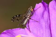 Trixoscelis punctipennis