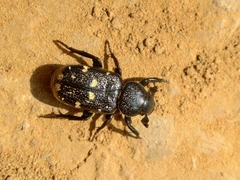 Clinterocera mandarina