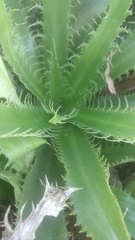 Eryngium serra