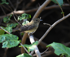 Knipolegus poecilocercus