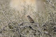 Zonotrichia leucophrys