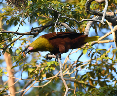 Psarocolius bifasciatus