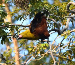 Psarocolius bifasciatus