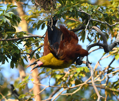 Psarocolius bifasciatus