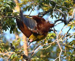 Psarocolius bifasciatus