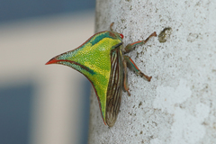 Umbonia crassicornis