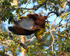 Psarocolius bifasciatus