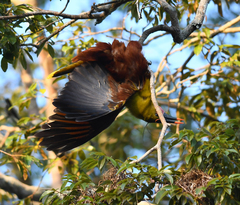 Psarocolius bifasciatus
