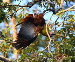 Psarocolius bifasciatus