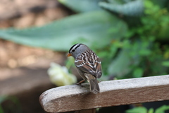 Zonotrichia leucophrys