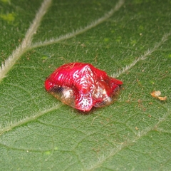 Charidotella rubicunda