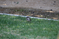 Passer domesticus