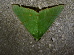 Eulepidotis croceipars