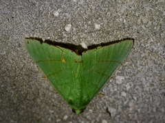 Eulepidotis croceipars