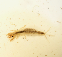 Ichthybotus hudsoni