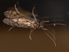 Banksiola crotchi