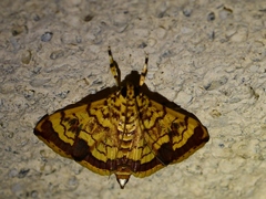 Portentomorpha xanthialis