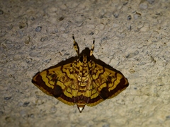 Portentomorpha xanthialis