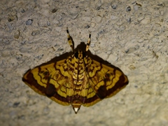 Portentomorpha xanthialis