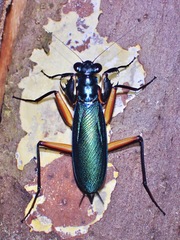 Metallyticus violaceus