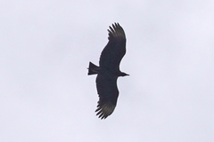 Coragyps atratus