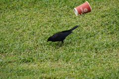 Molothrus bonariensis