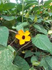 Thunbergia alata