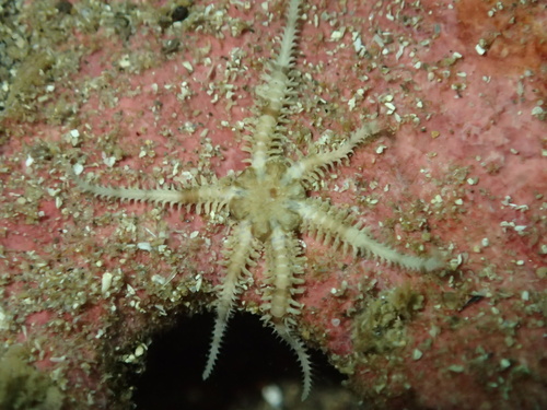 Ophiactis simplex